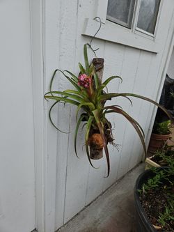 Beautiful Purple Flower Bromeliad/ Succulent Mounted On Real Wood From A Tree With Coconut Husk 2 Feet Tall Easy To Care For Partial Shade Or Morning