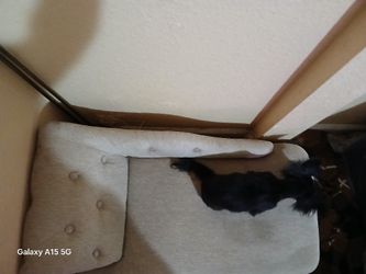 Dog Couch