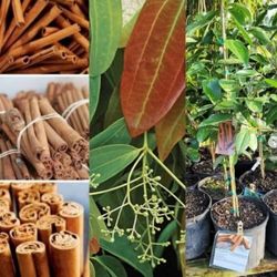 Cinammon Tree In 3gal Arboles De Canela En 3gal