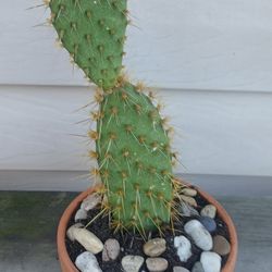 Cactus Plant 🌵 