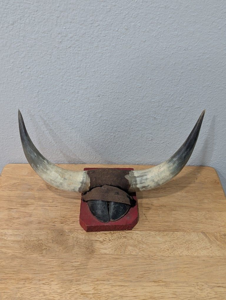 Vintage Mounted Bull or Cattle Horns Wall Decor Handmade