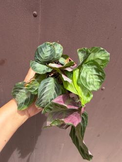 4” maranta silver band