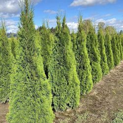 5-6 And 6-7 Foot Privacy trees Free Delivery ! 