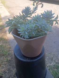 Dudleya
