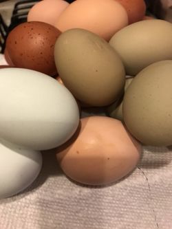 Farm fresh eggs 🍳