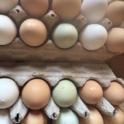 13$Fertilized Chicken Eggs 