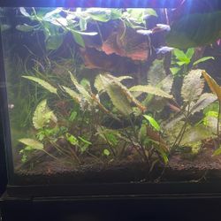 Aquarium Plants