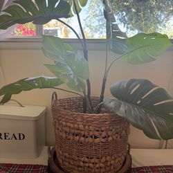 Fake plant include the basket