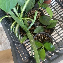 Flor De Cera  Sabila  Mala Madre