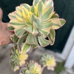 Sun Burst Succulent Plant In 6 Inch Ceramic Pot Pick Up Only 