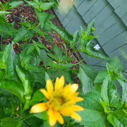 10 a bunch long stemmed daisys