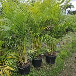 arecas and podocarpus Instant privacy Hedge for fence green full 
