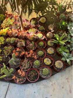 Succulent plants