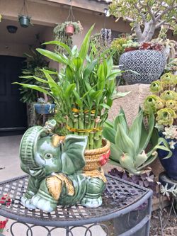 Three Layers Lucky Bamboos Arrangement $38