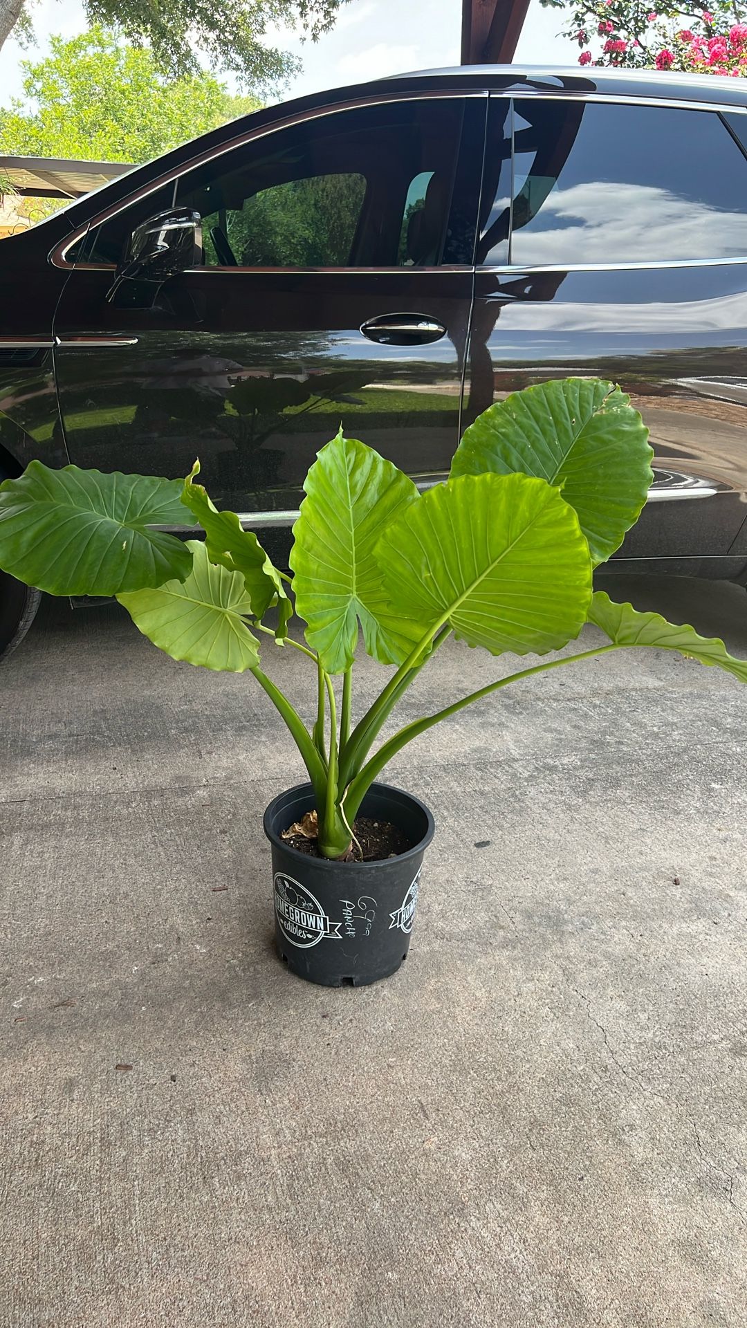 Plants