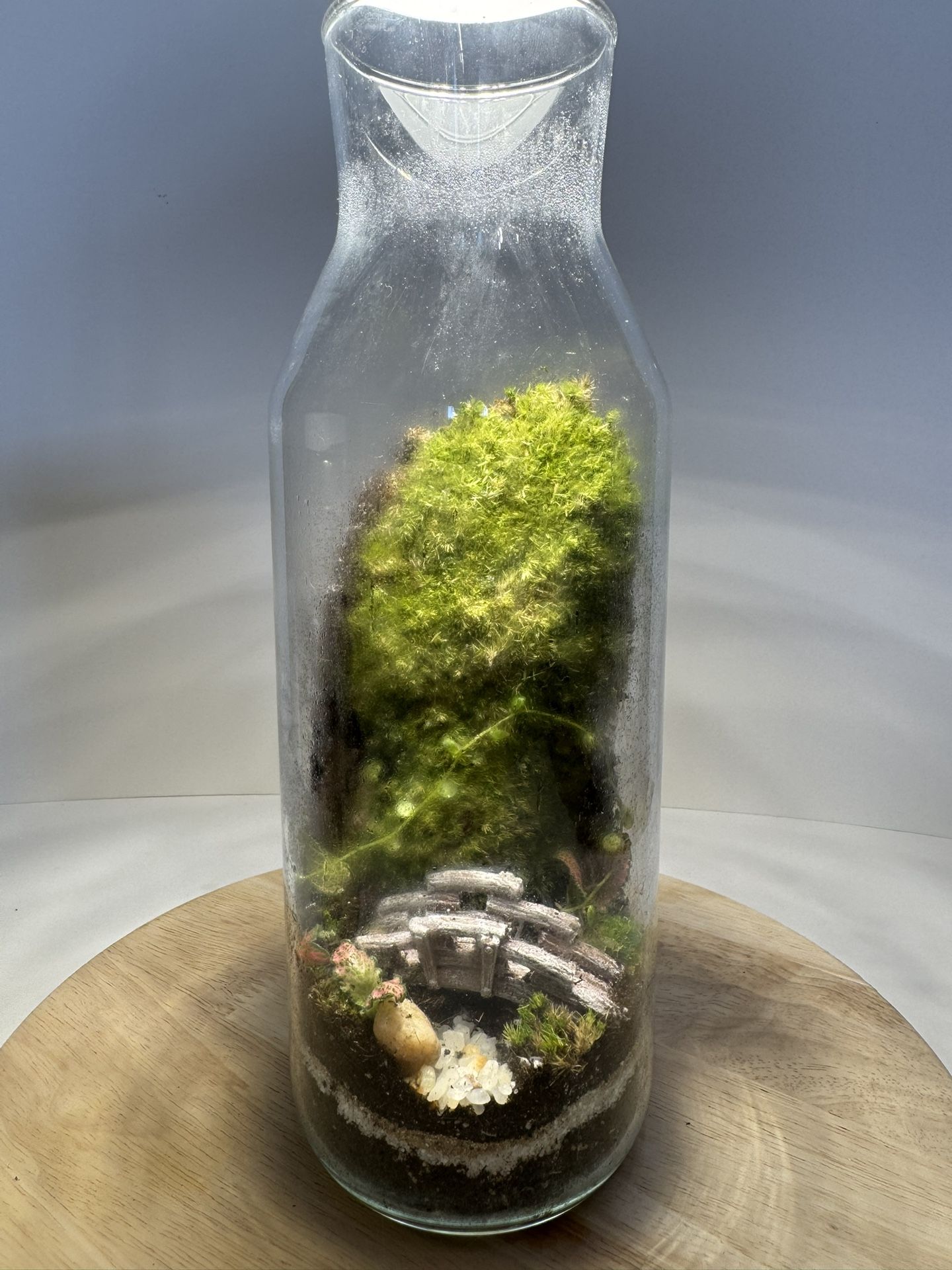 Terrarium