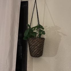Plant Holder 