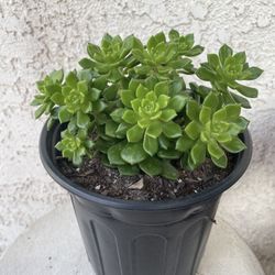 1 Gallon Pot Rare Succulent Plant - Sedeveria Rolly Letizia - Rooted & Established - Drought Resistant - 🪴 