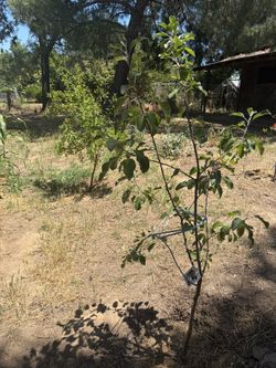 Fruit Trees! **PLEASE READ DESCRIPTION***