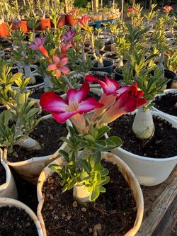 Desert Rose Plants