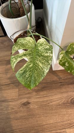 Monstera mint