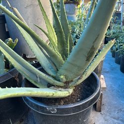 Aloe Vera Plant For Sale
