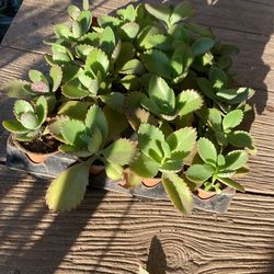 Succulent Plant