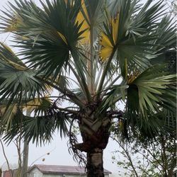 Varagated Bizmark Palm 