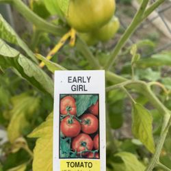 Organic Tomato Plants 