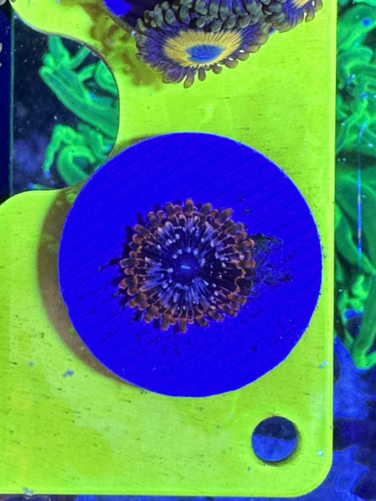 Utter Chaos Zoanthids – Fiery Orange Pattern & High Contrast