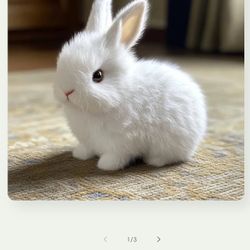 Toy Bunny