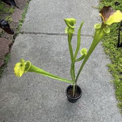 Carnivorous/aquatic Plants Sundews, Pitcher Plants And Butterwort