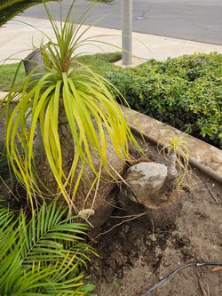 FREE PONYTAIL PALM