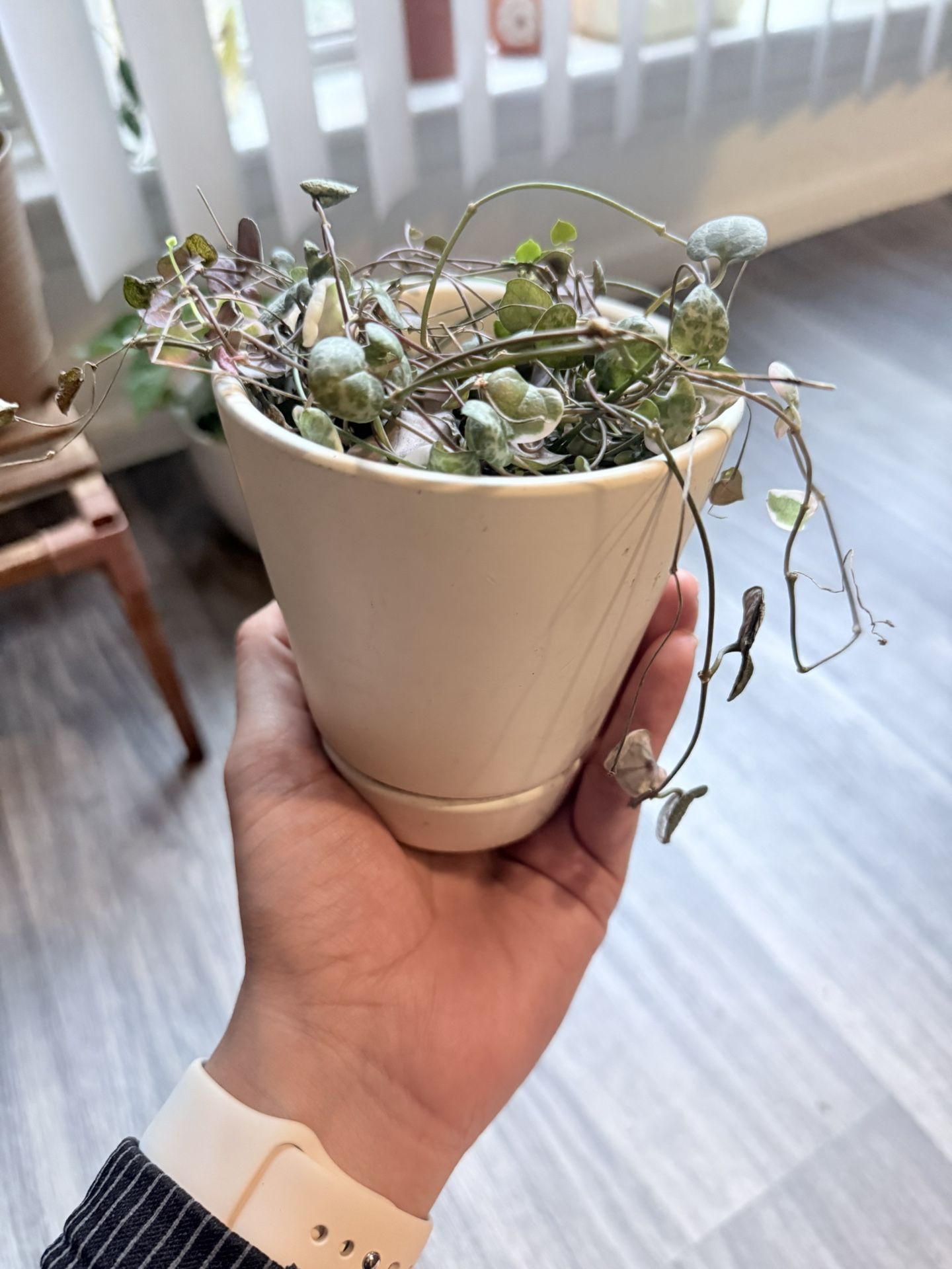 Heart Plant 💗