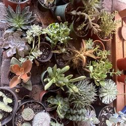 Various Succulents In 4inch Pot 