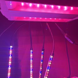 Grow Lights Plus Plants