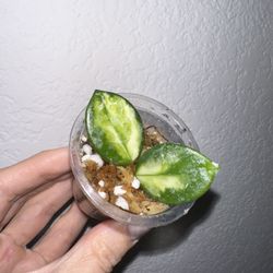 Hoya Mathilde Variegated