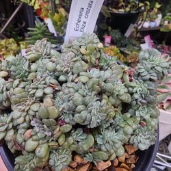 Succulent  plants Korean imported rooted $26 ea 