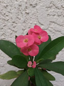 Corona De Cristo. Planta