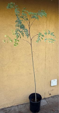 5 gallon moringa tree