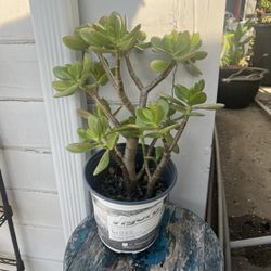 Jade Succulent Plant 