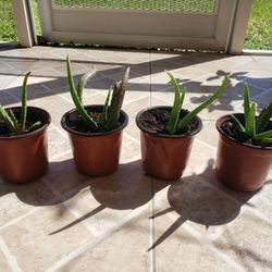 Aloe Vera Plant Starters