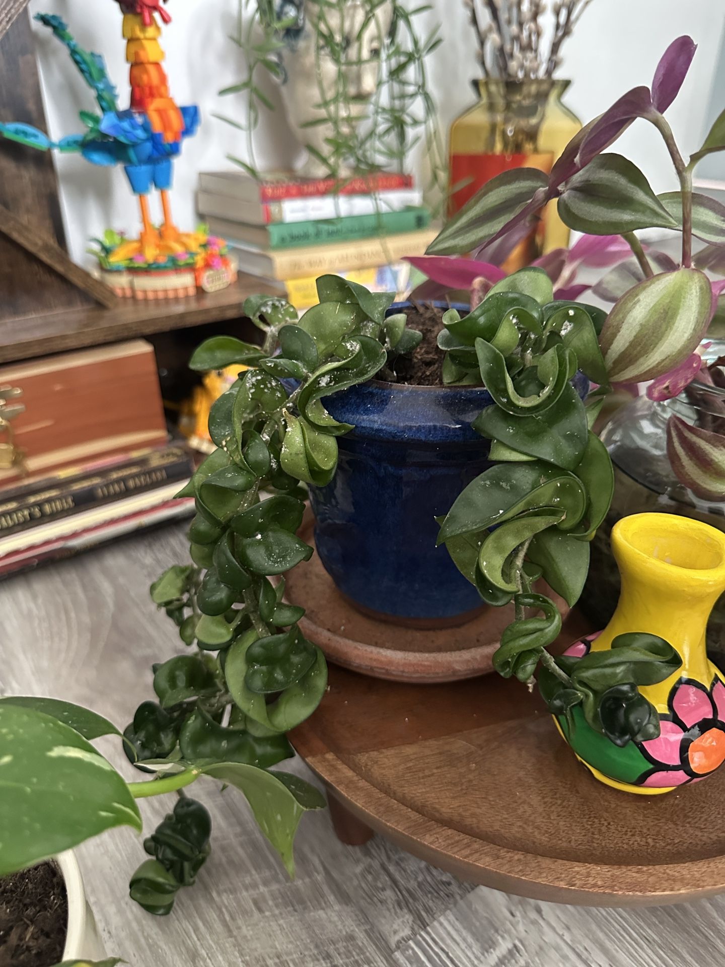 Plant
