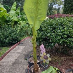 Banana Plant 5 Feet 