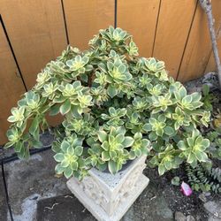 Aeonium Kiwi.