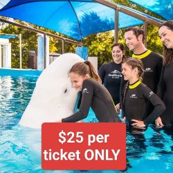 SeaWorld Tickets, Great Deal This Fall
