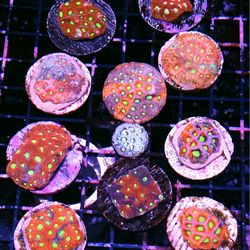 Aquacultured High End Pieces 