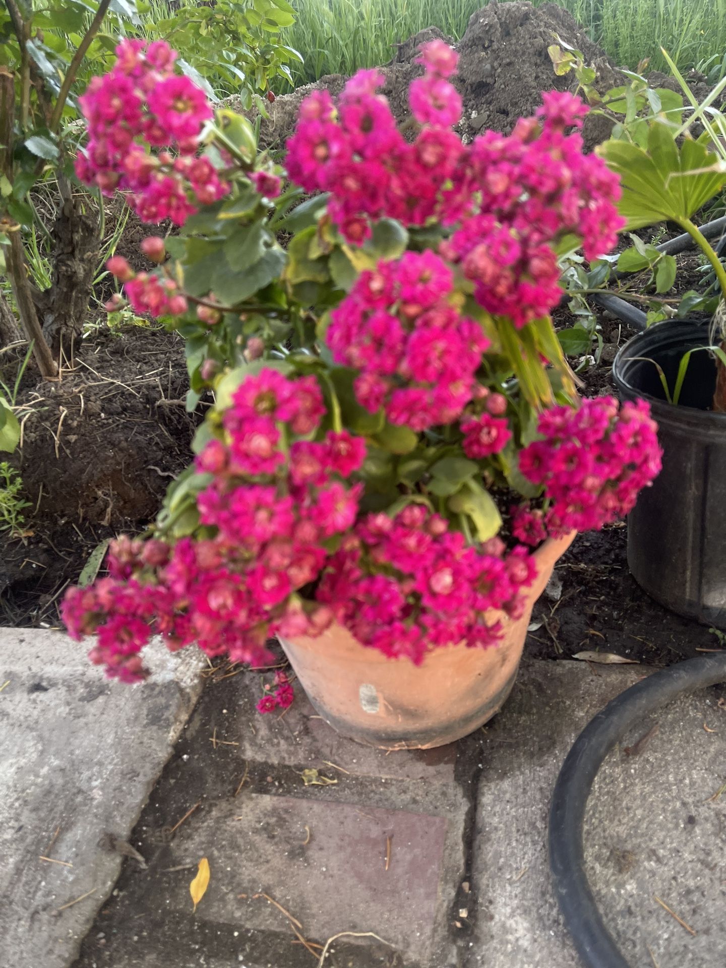 Calancho Plant