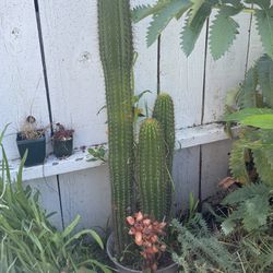 Tall Cactus Plant 