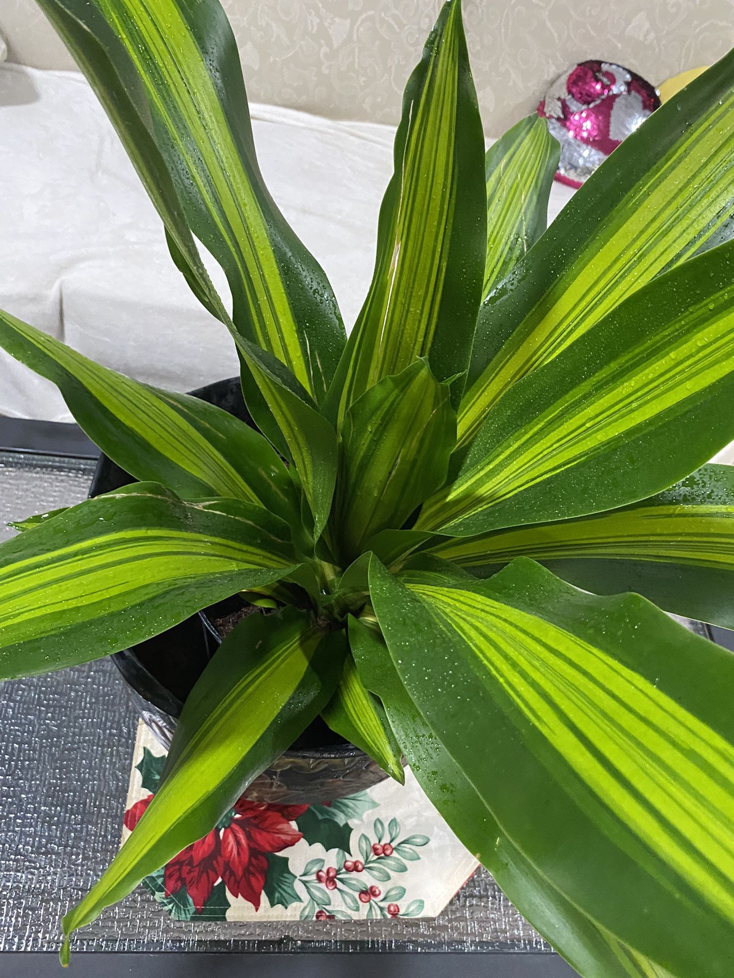 dracaena plant